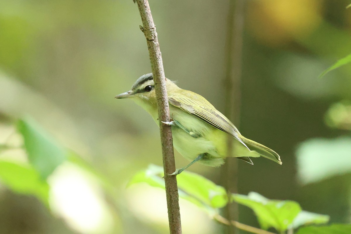Red-eyed Vireo - ML641979573