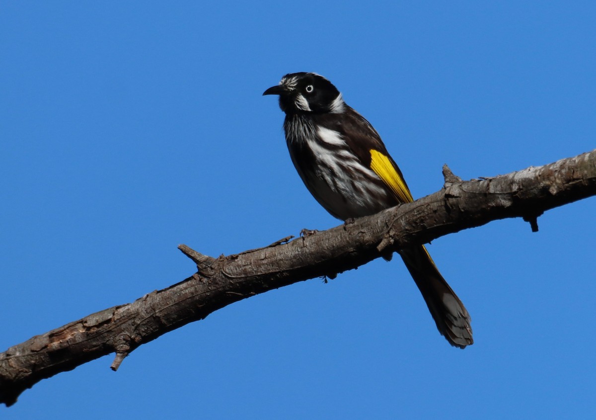 New Holland Honeyeater - ML641979574