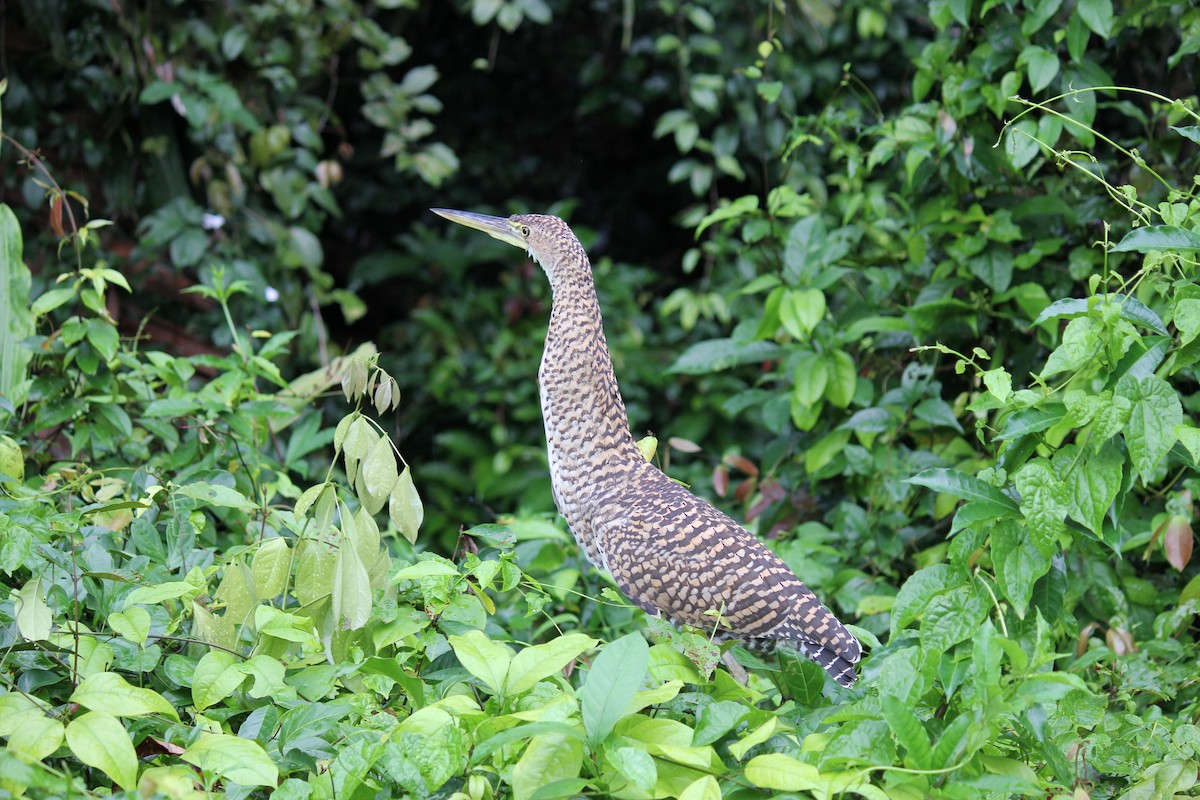 Bare-throated Tiger-Heron - ML641979576