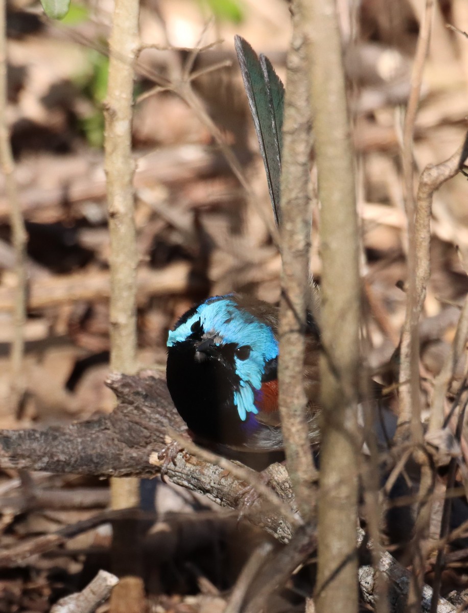 Variegated Fairywren - ML641979579