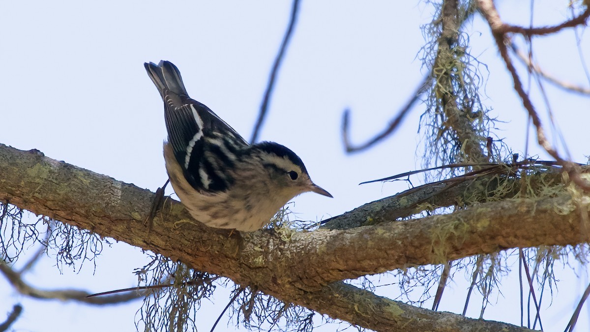 Black-and-white Warbler - ML641979580