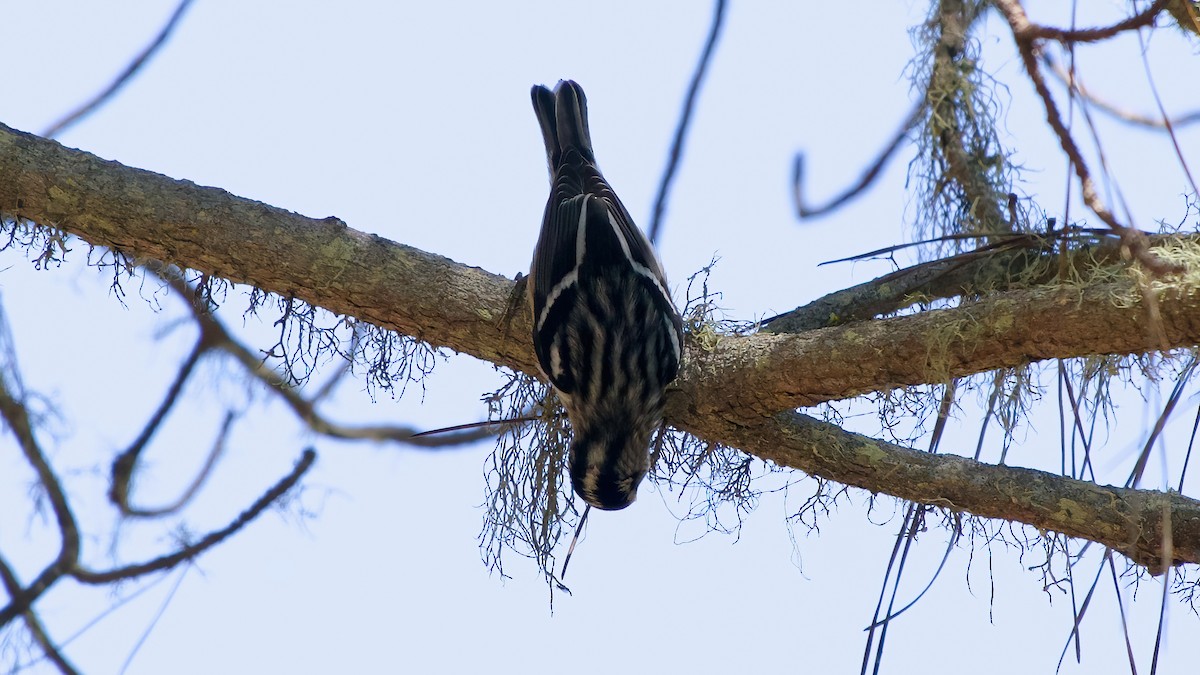 Black-and-white Warbler - ML641979581