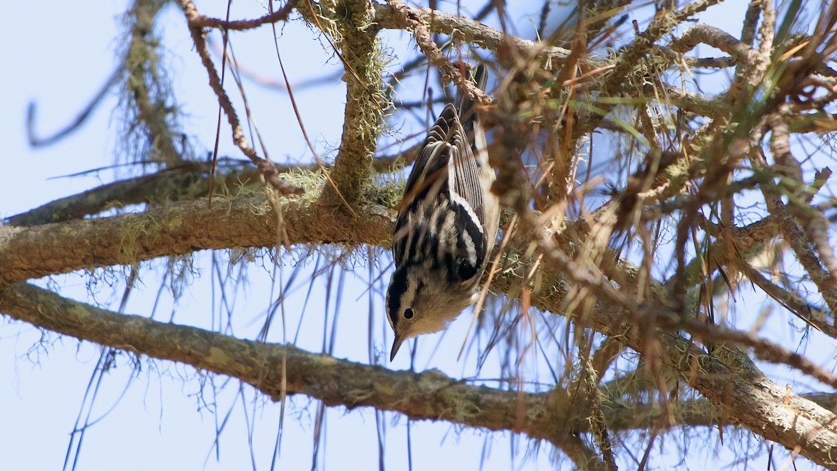 Black-and-white Warbler - ML641979582