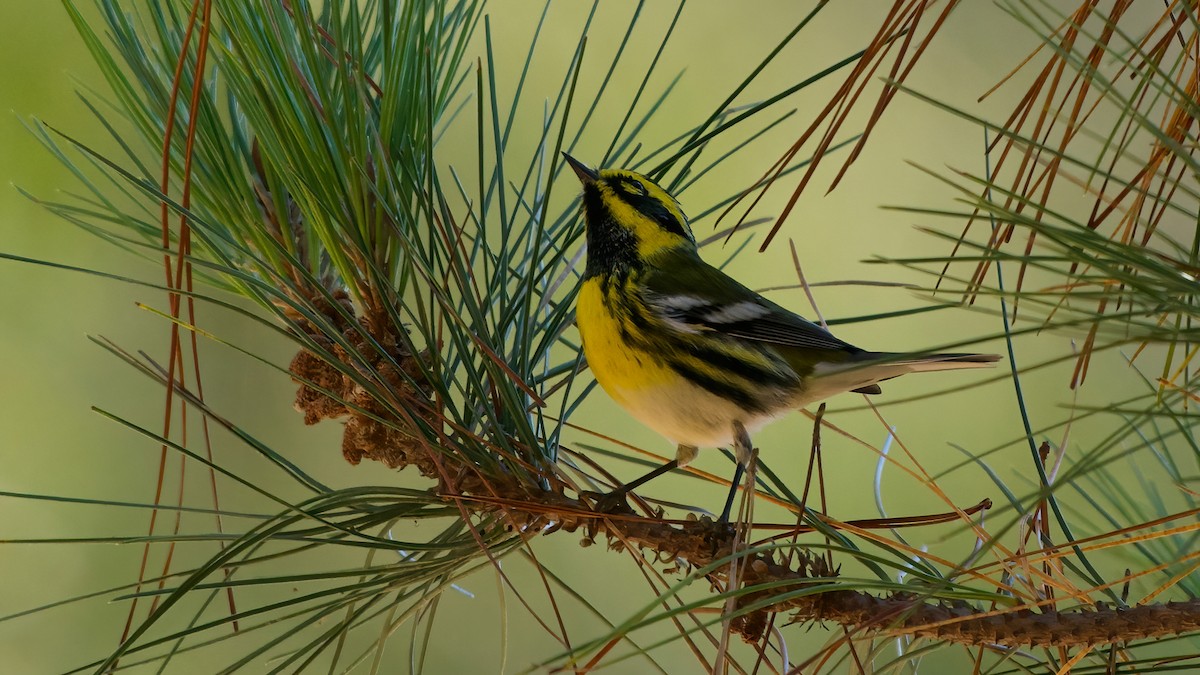 Townsend's Warbler - ML641979600