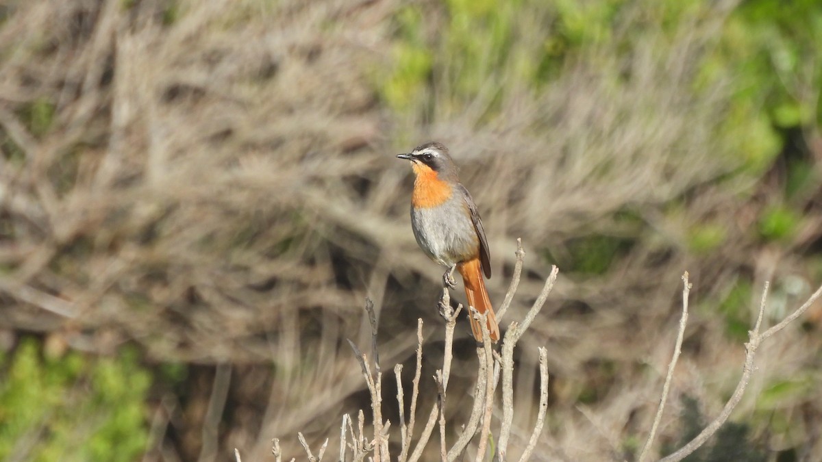 Cape Robin-Chat - ML641979606