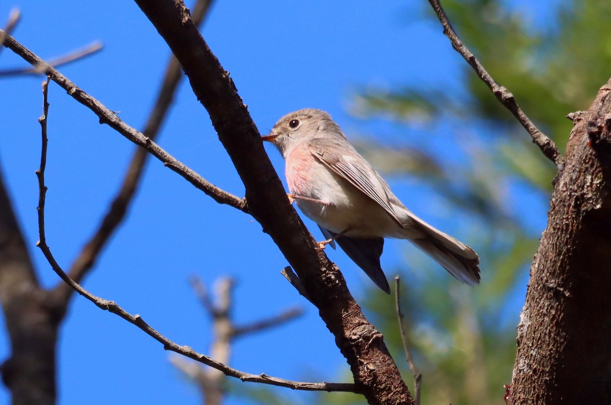 Rose Robin - ML641979612