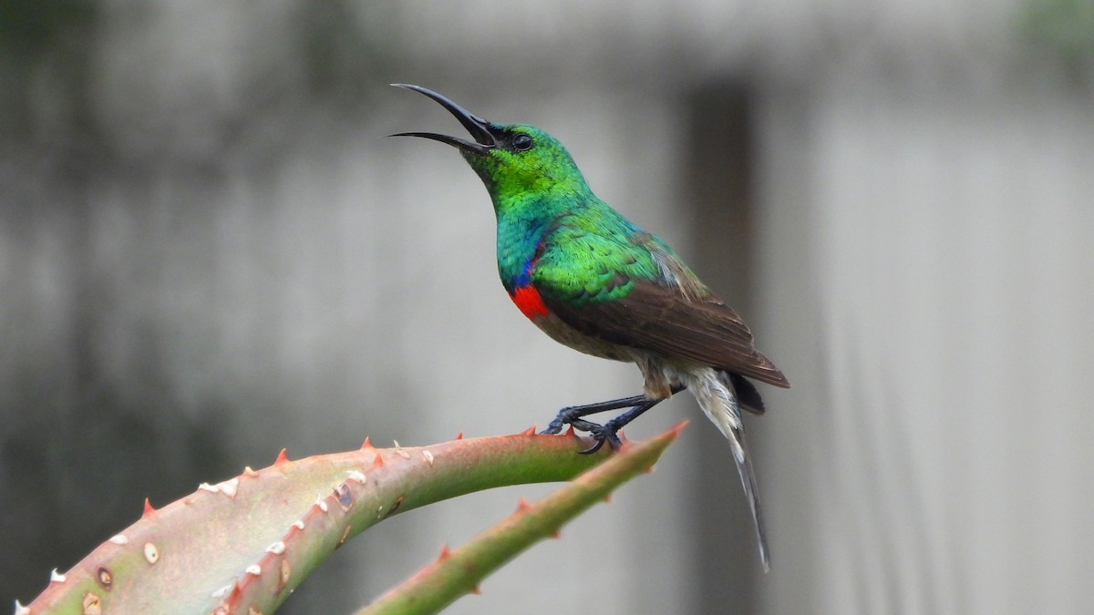 Southern Double-collared Sunbird - ML641979657