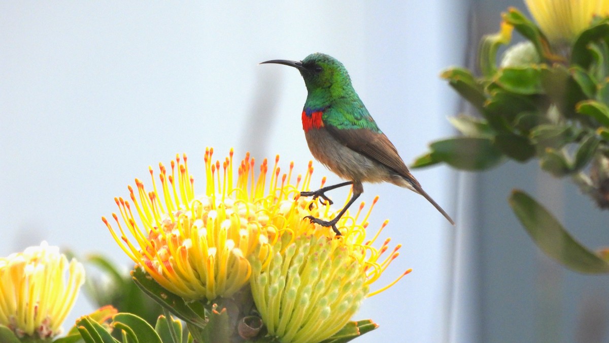 Southern Double-collared Sunbird - ML641979658