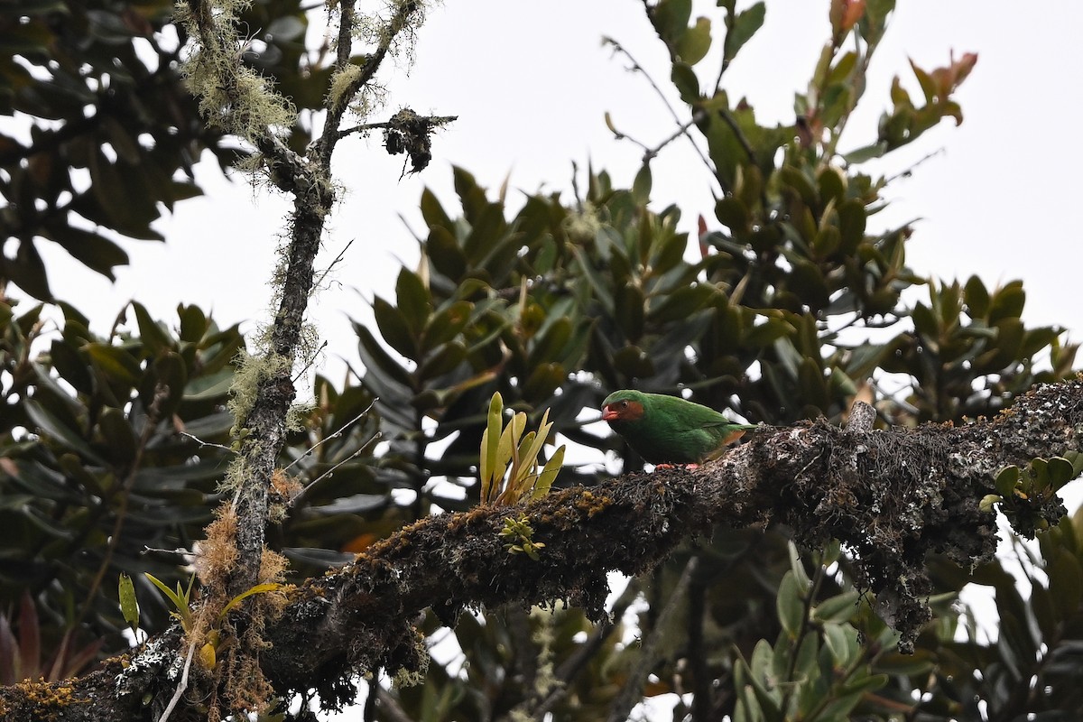 Grass-green Tanager - ML641979659