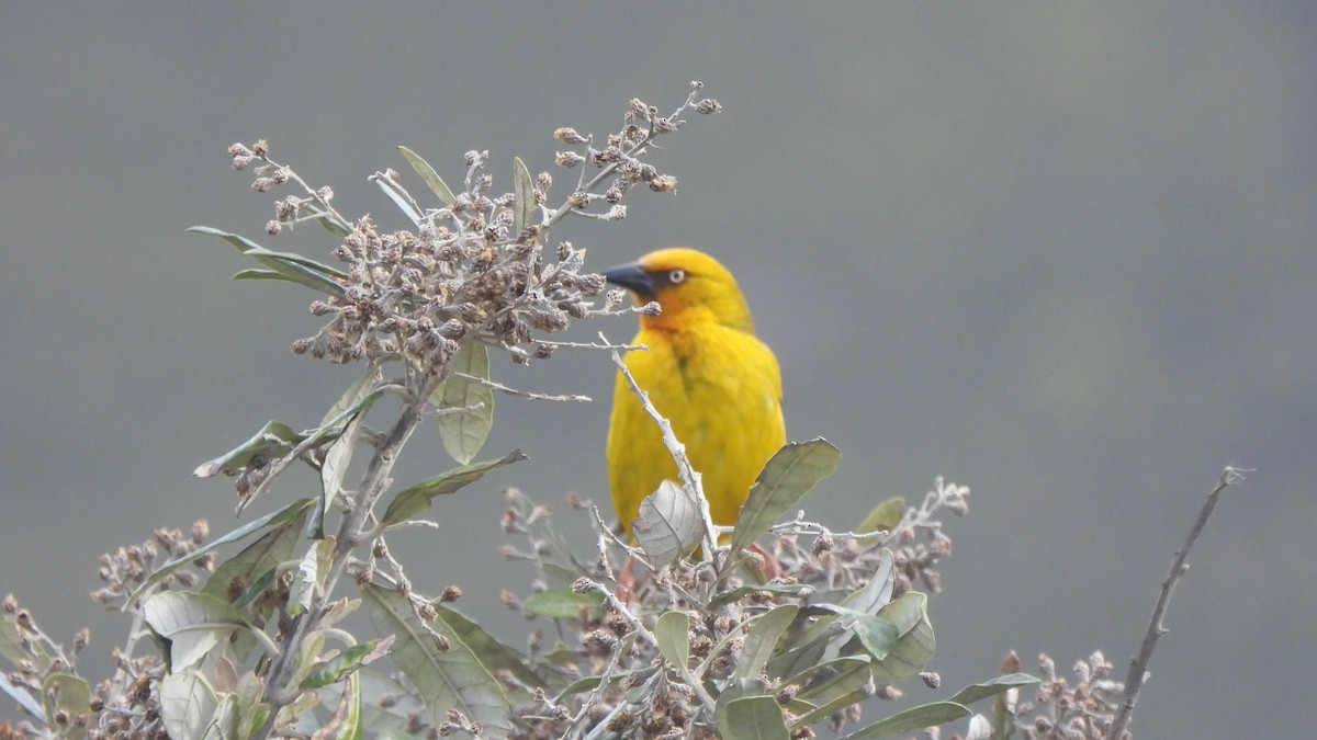 Cape Weaver - ML641979675