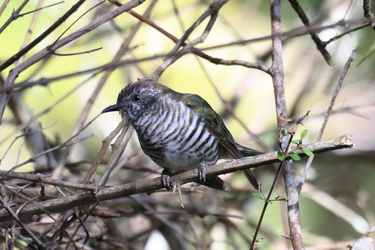 Shining Bronze-Cuckoo - ML641979691