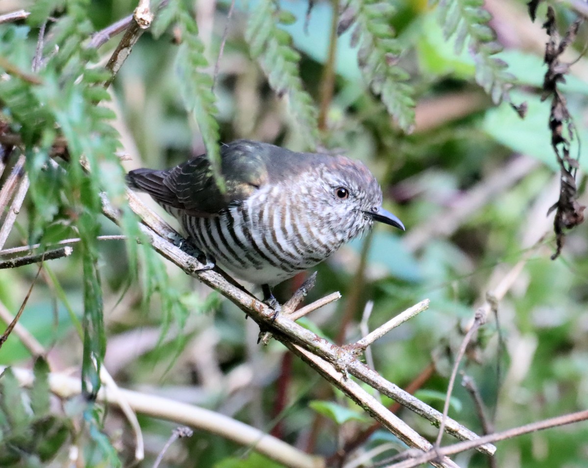 Shining Bronze-Cuckoo - ML641979692