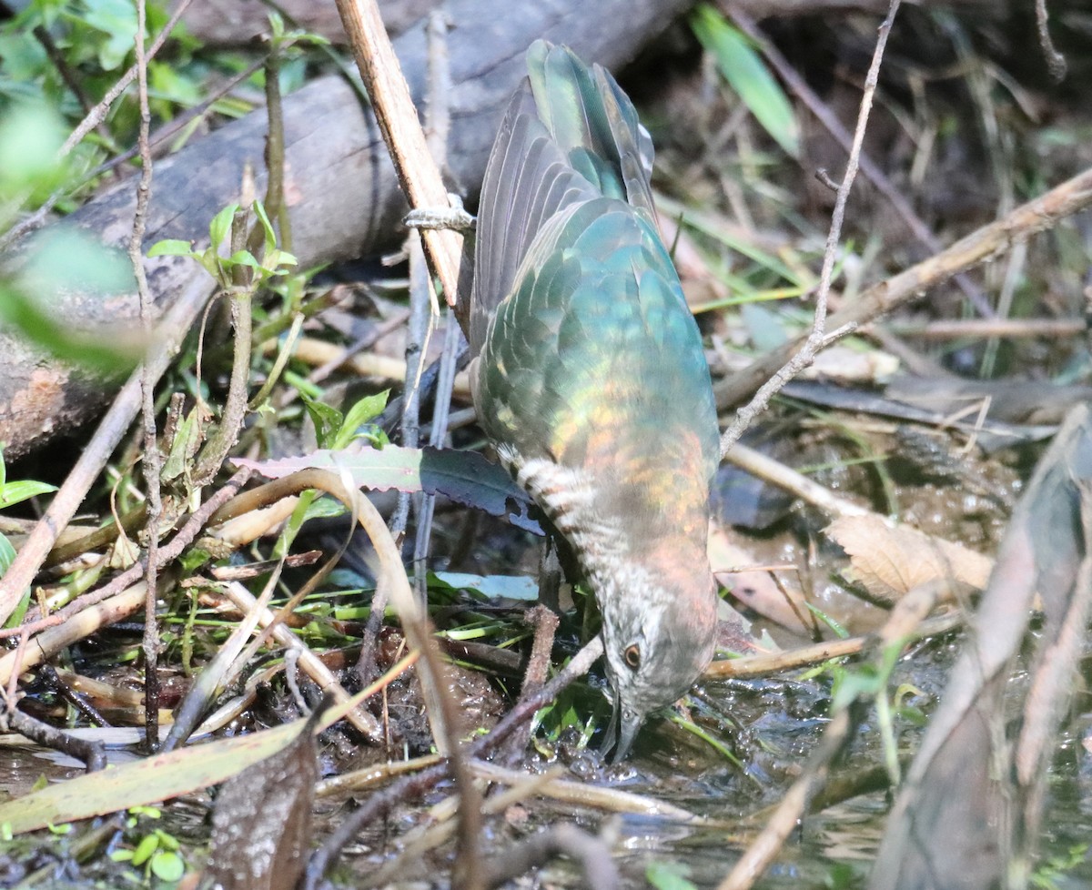 Shining Bronze-Cuckoo - ML641979693