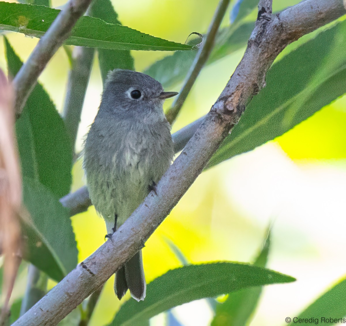 Hammond's Flycatcher - ML641979729