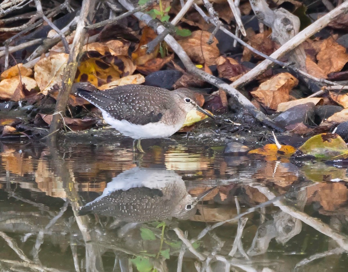 Solitary Sandpiper - ML641979732