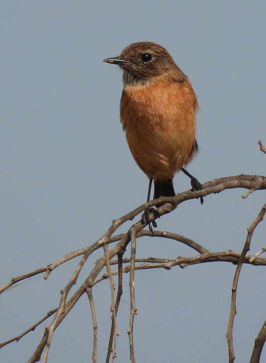 European Stonechat - ML641979737