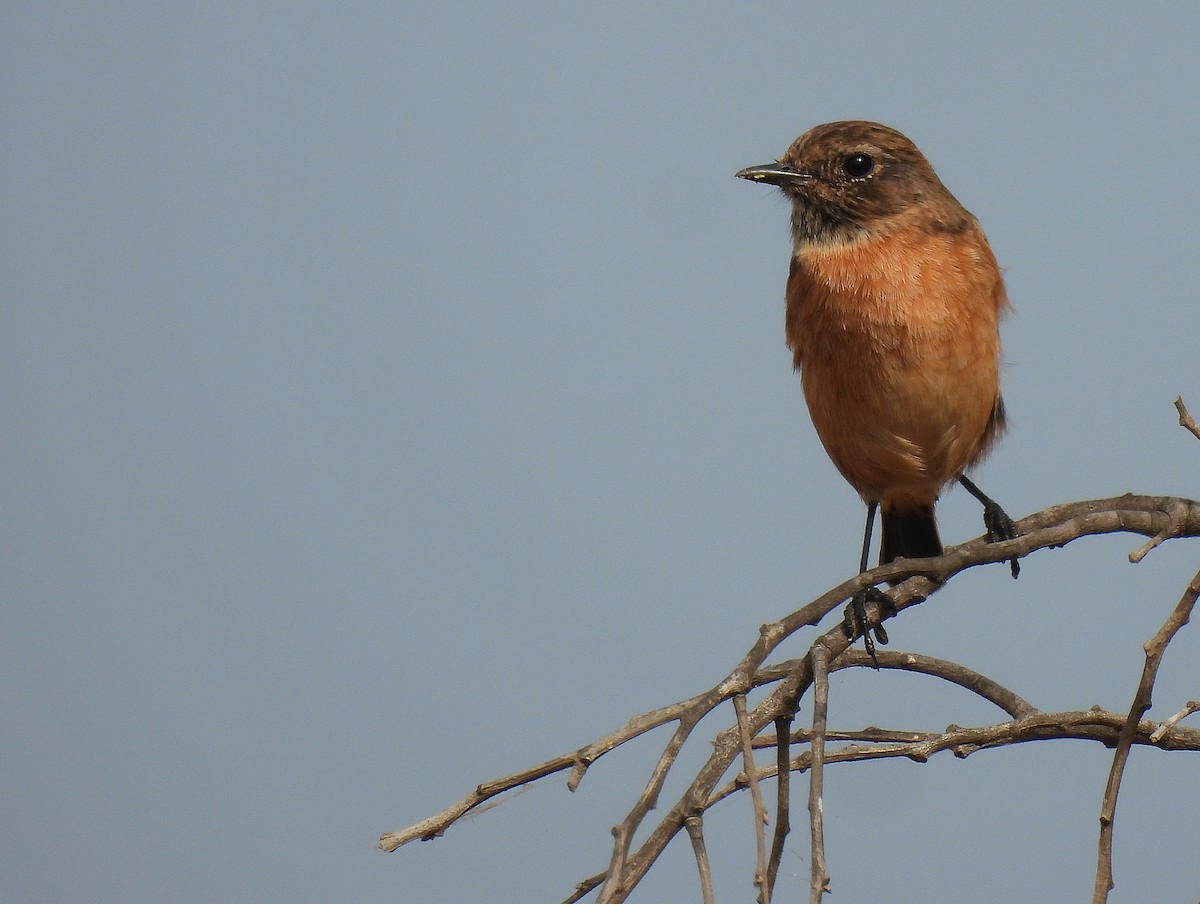 European Stonechat - ML641979738