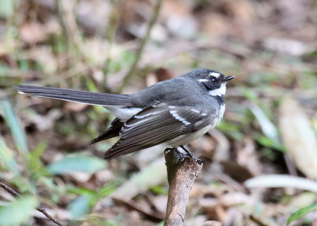 Gray Fantail - ML641979740