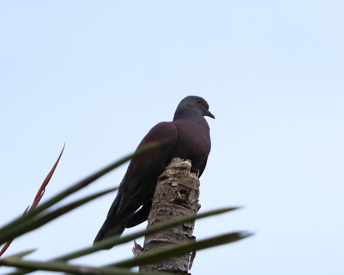 Pale-vented Pigeon - ML641979741