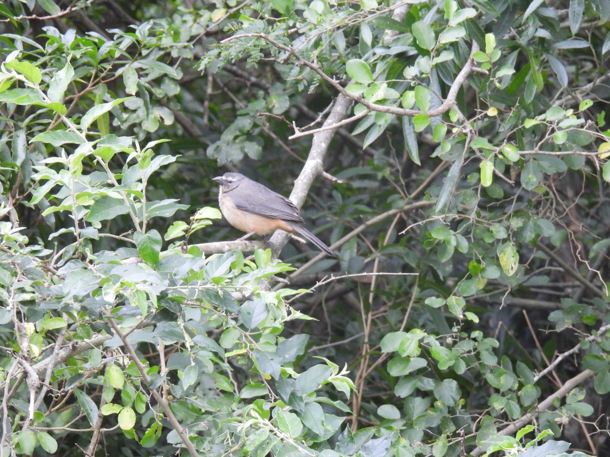 Bluish-gray Saltator - ML641979746