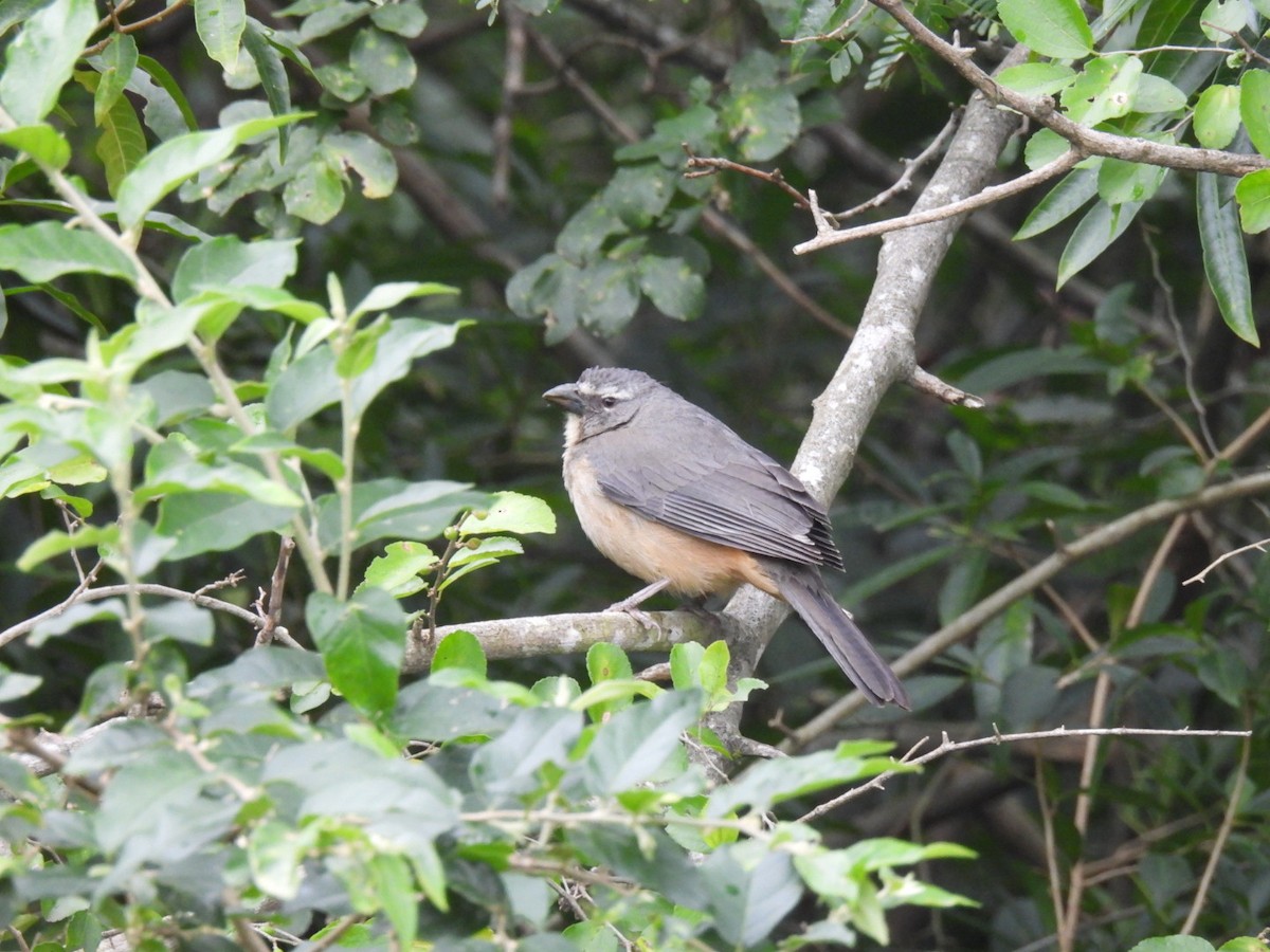 Bluish-gray Saltator - ML641979747