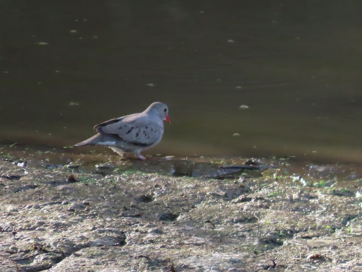Common Ground Dove - ML641979757