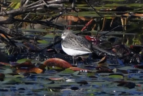 Semipalmated Sandpiper - ML641979772