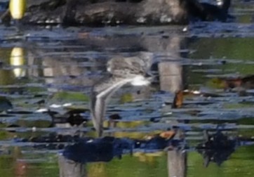 Semipalmated Sandpiper - ML641979779