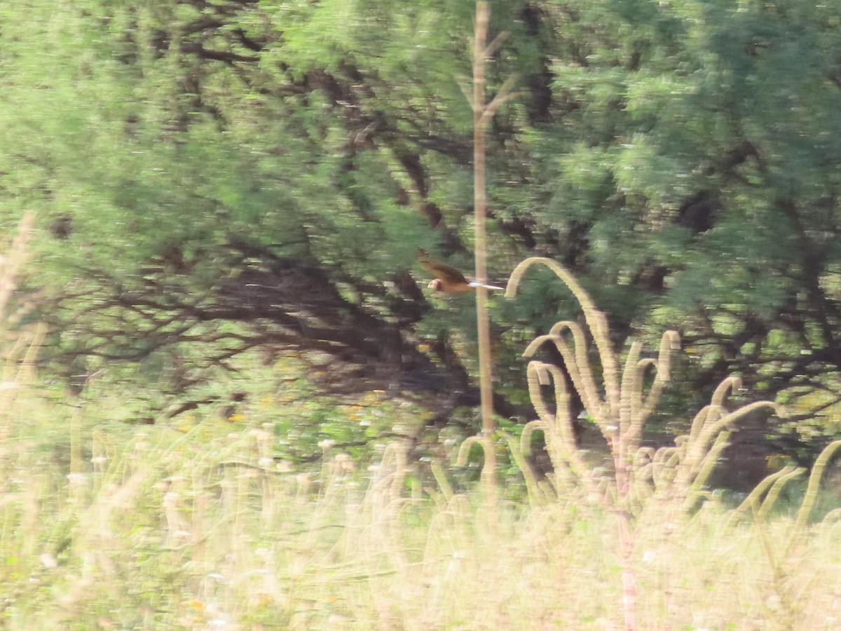 Northern Harrier - ML641979780
