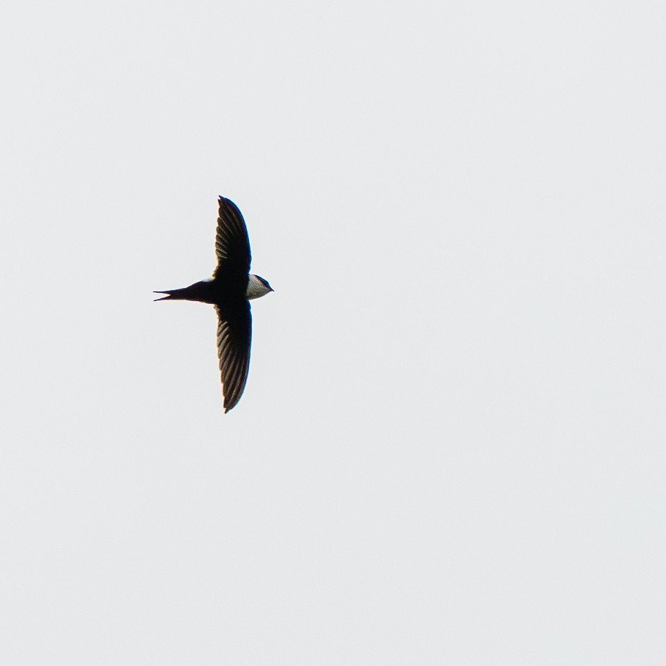 Lesser Swallow-tailed Swift - ML641979782