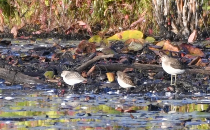 Semipalmated Sandpiper - ML641979787