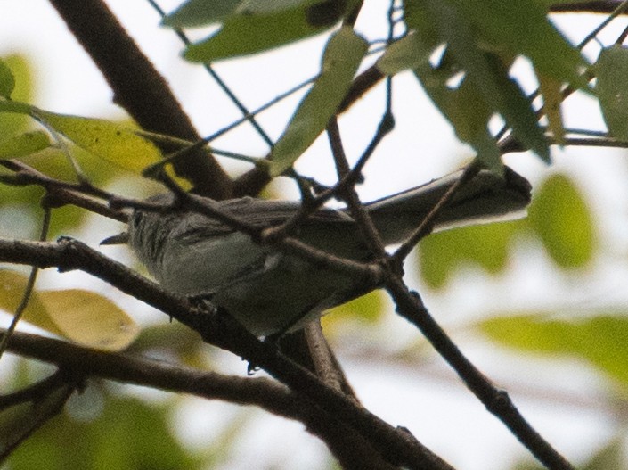 Blue-gray Gnatcatcher - ML641979788