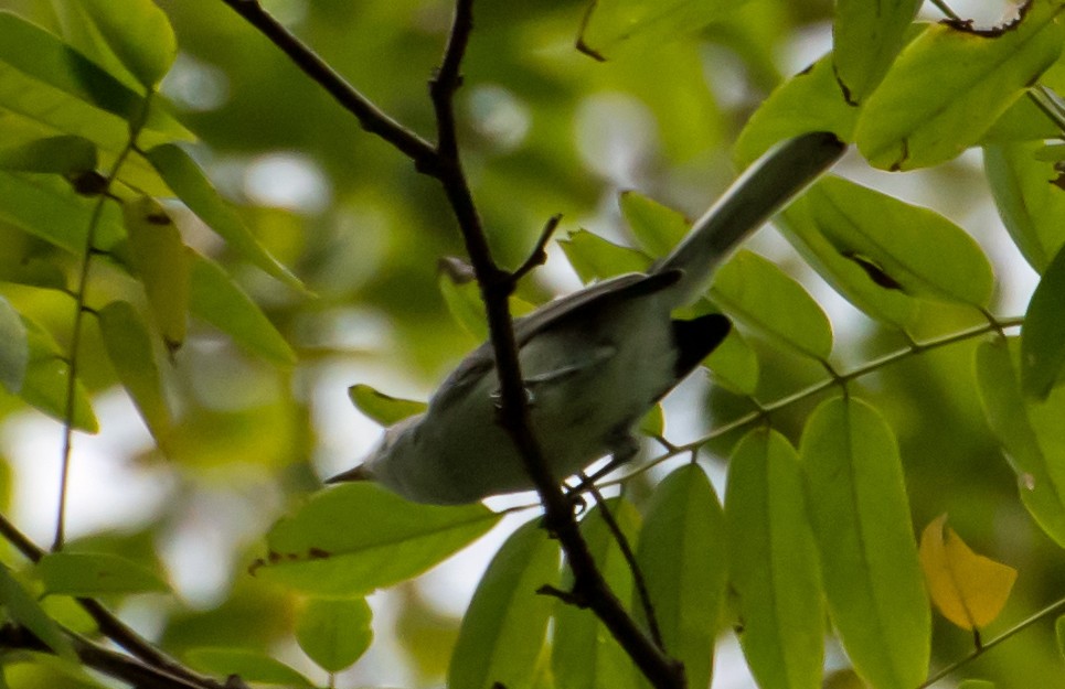 Blue-gray Gnatcatcher - ML641979789