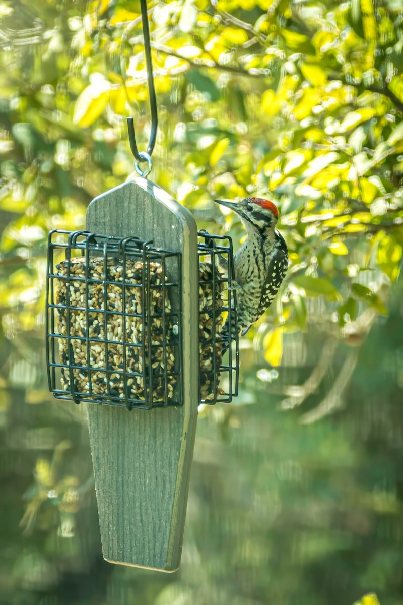 Ladder-backed Woodpecker - ML641979790
