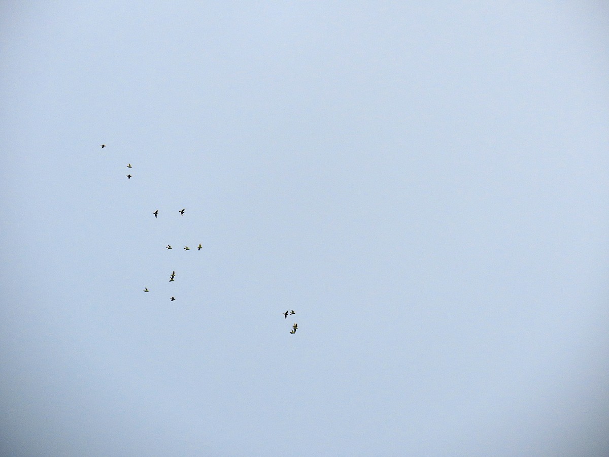 Barred Parakeet - ML641979808