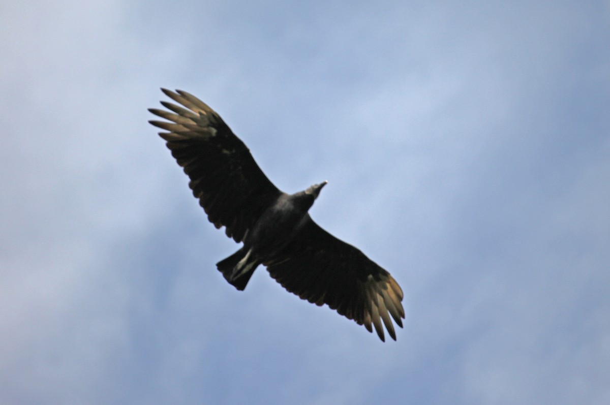 Black Vulture - ML641979809