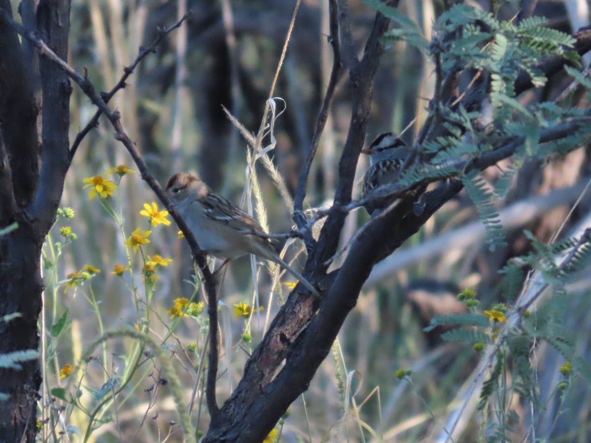 White-crowned Sparrow - ML641979811