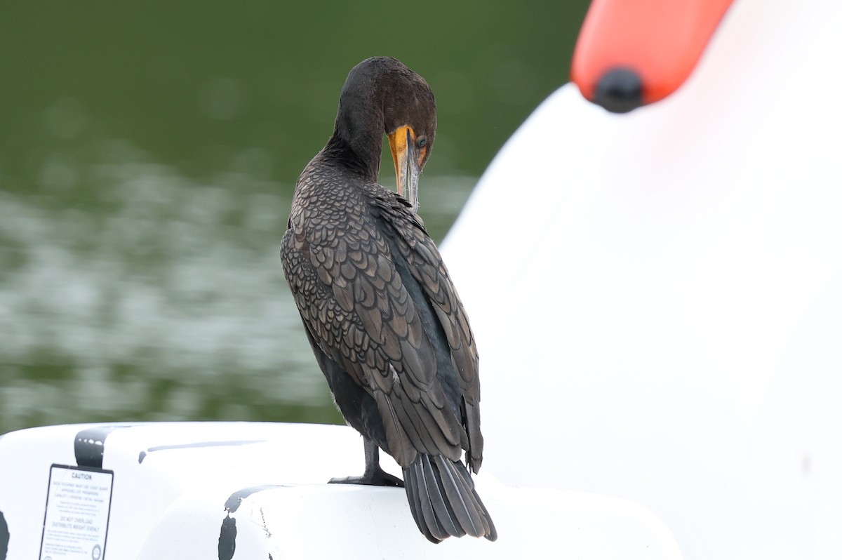 Double-crested Cormorant - ML641979834