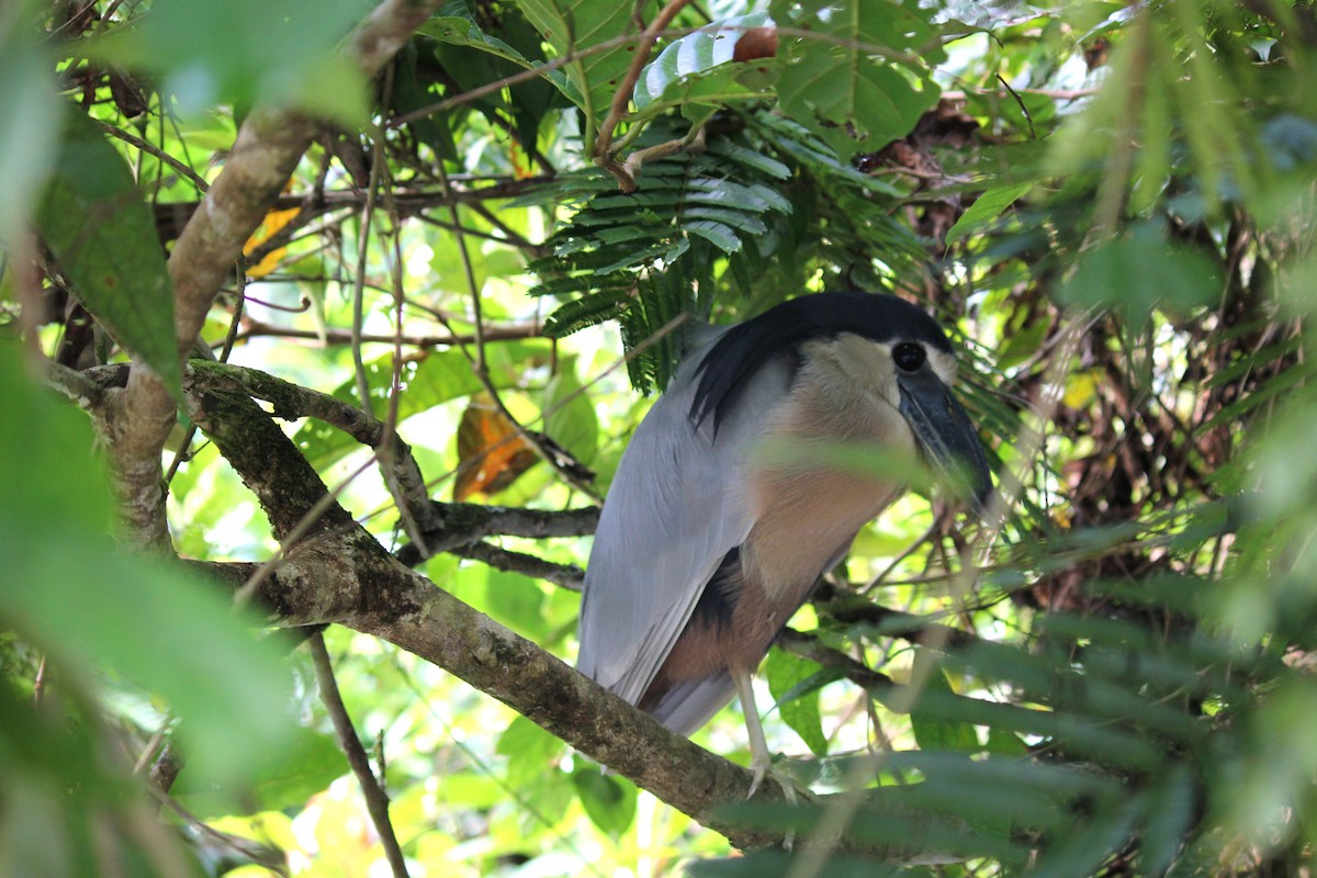 Boat-billed Heron - ML641979847