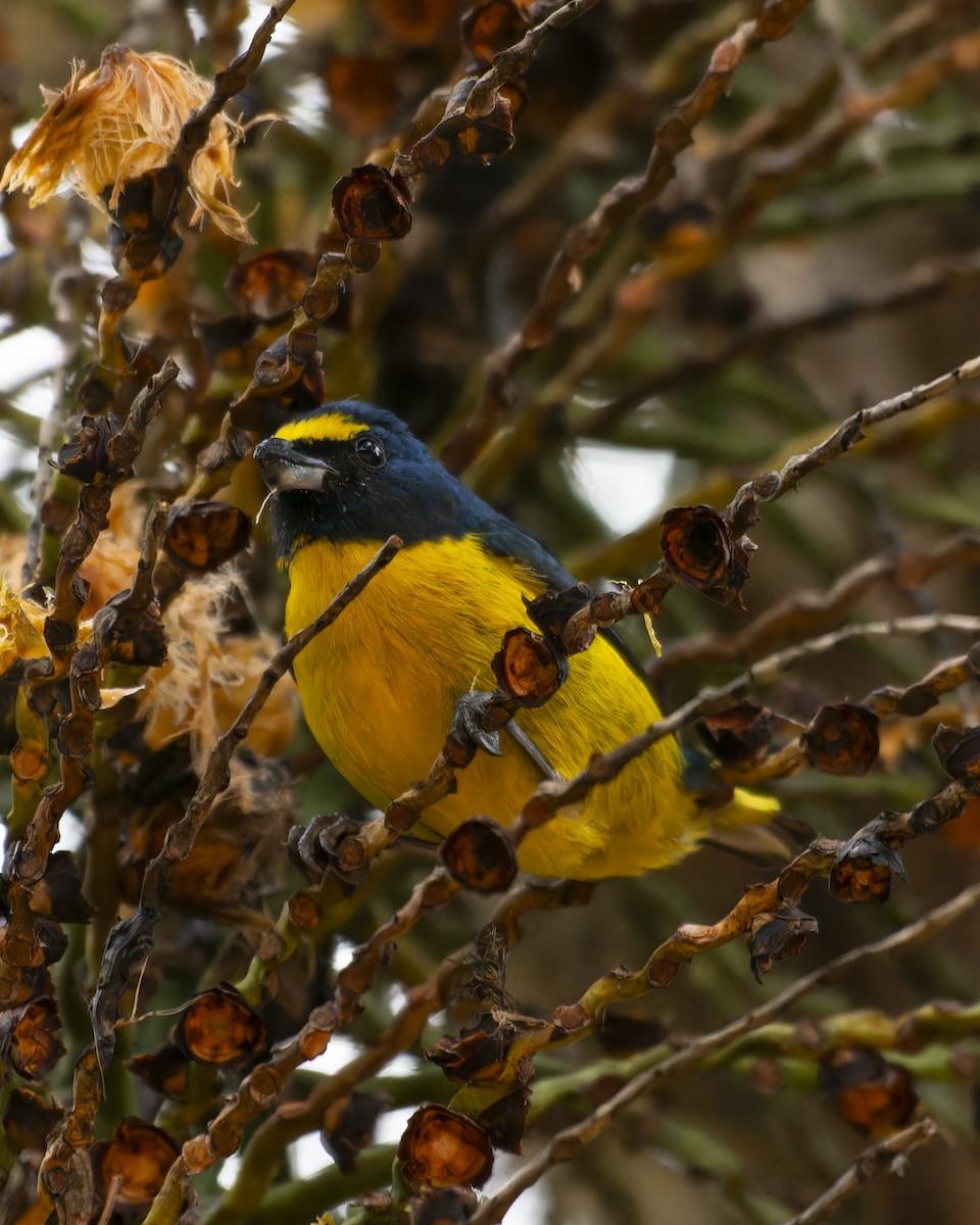 Green-throated Euphonia - ML641979862