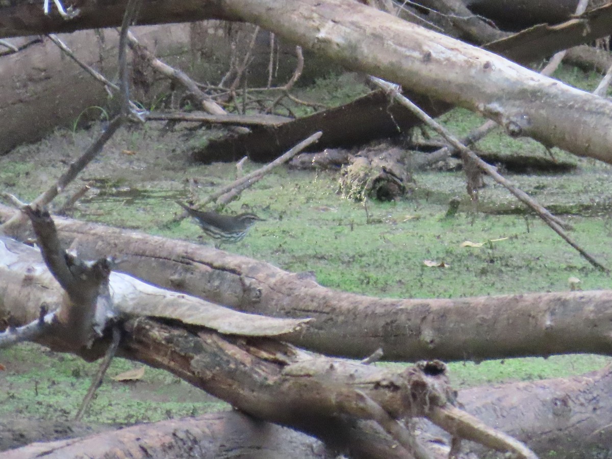 Northern Waterthrush - ML641979870