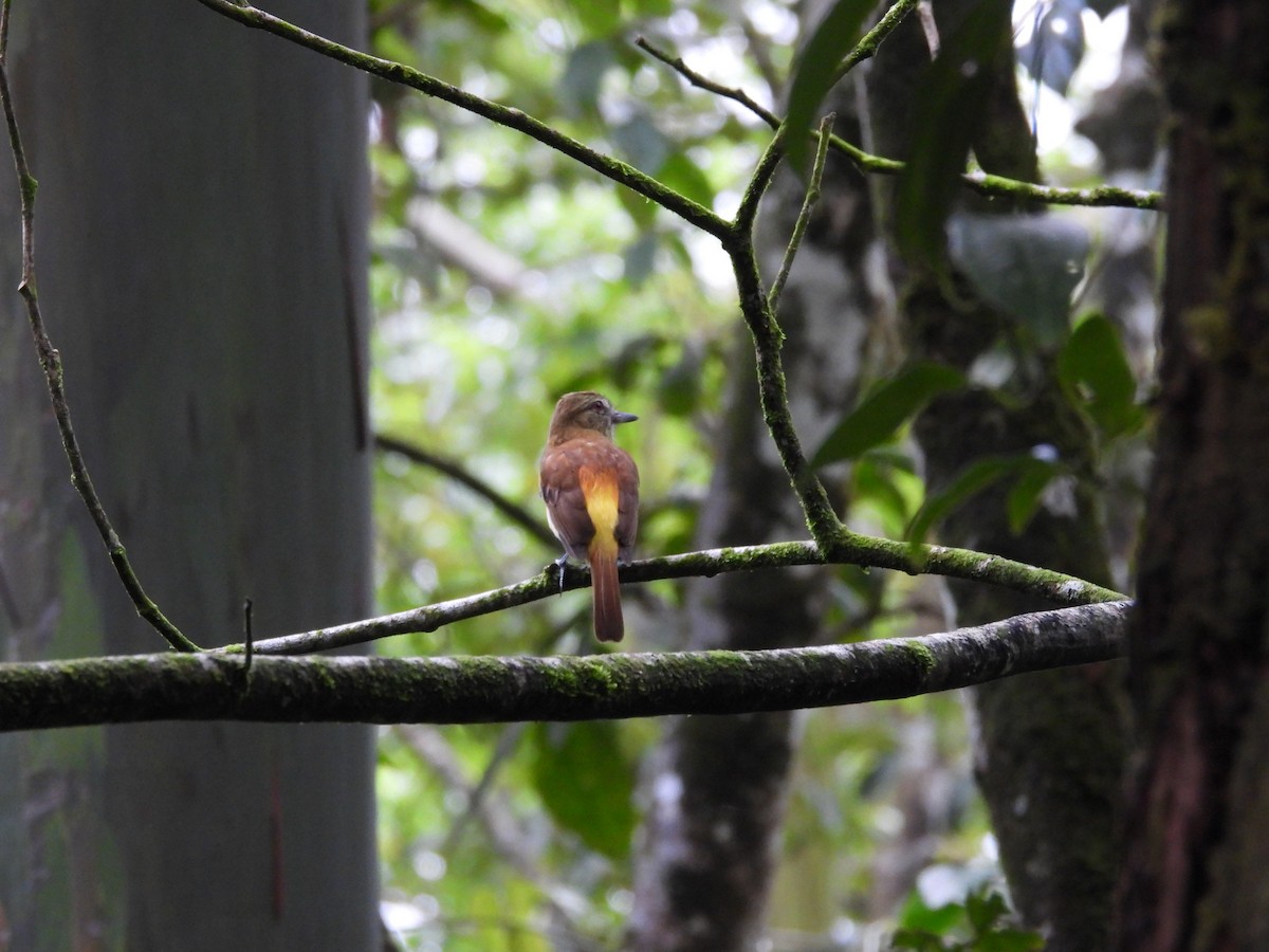 Bright-rumped Attila - ML641979879