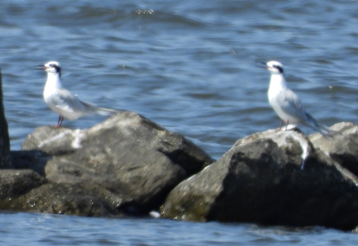 Forster's Tern - ML641979886