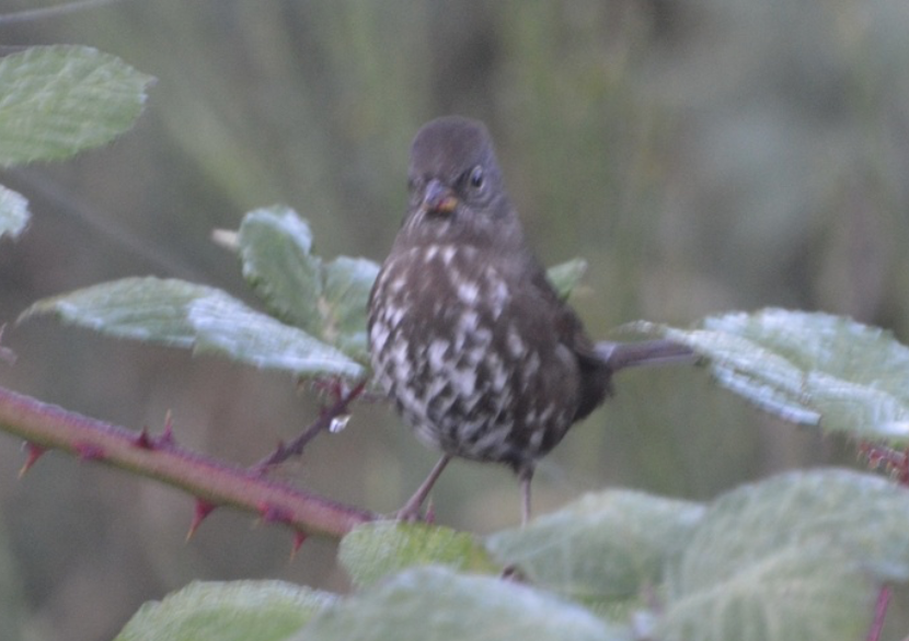 Fox Sparrow (Sooty) - ML641979889