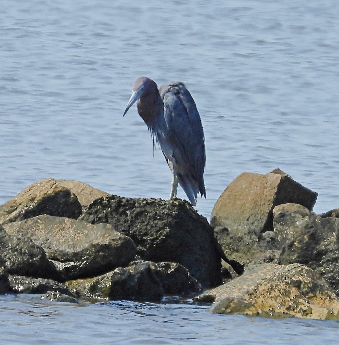 Little Blue Heron - ML641979896