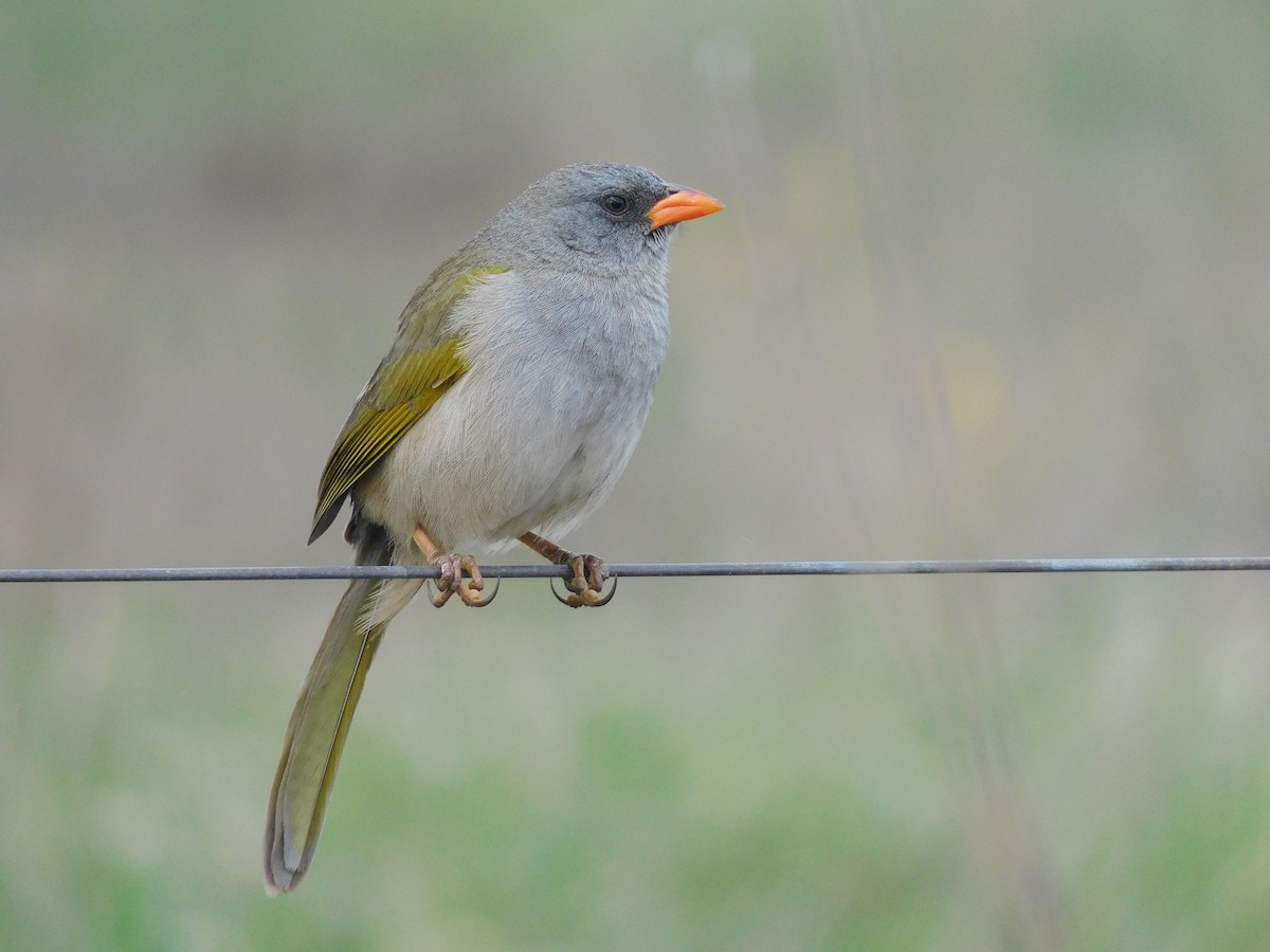 Great Pampa-Finch - ML641979909