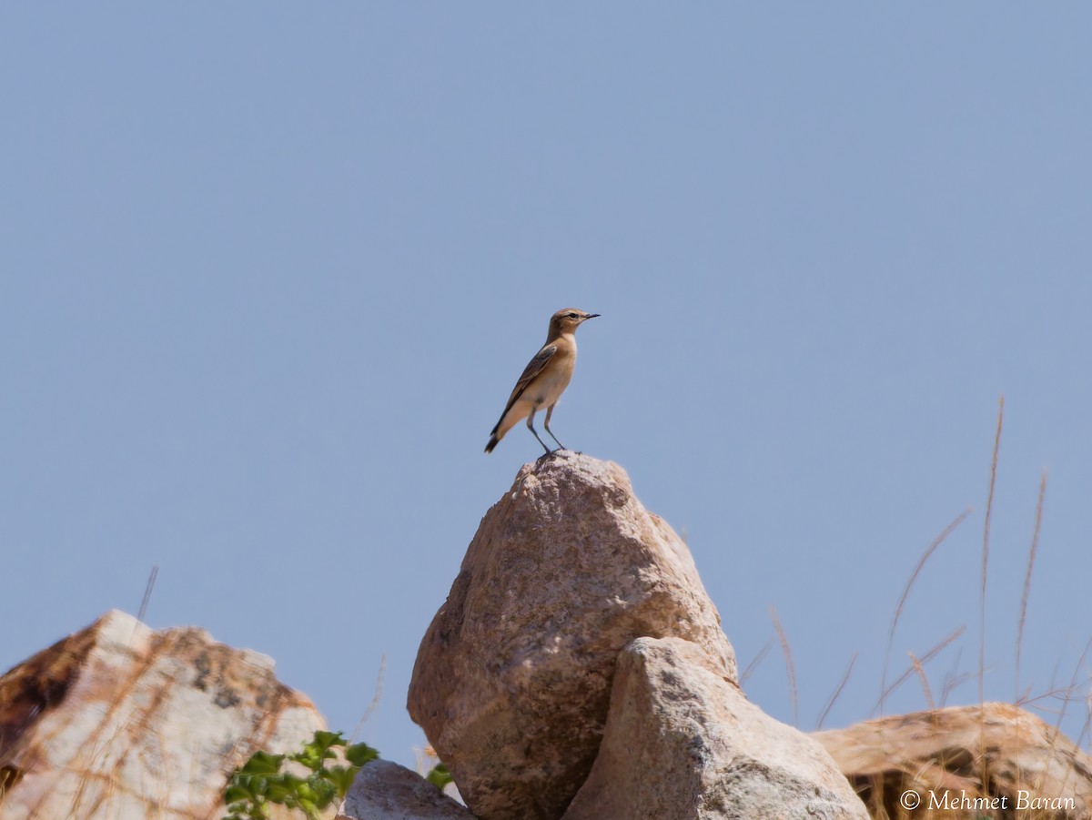 Isabelline Wheatear - ML641979910