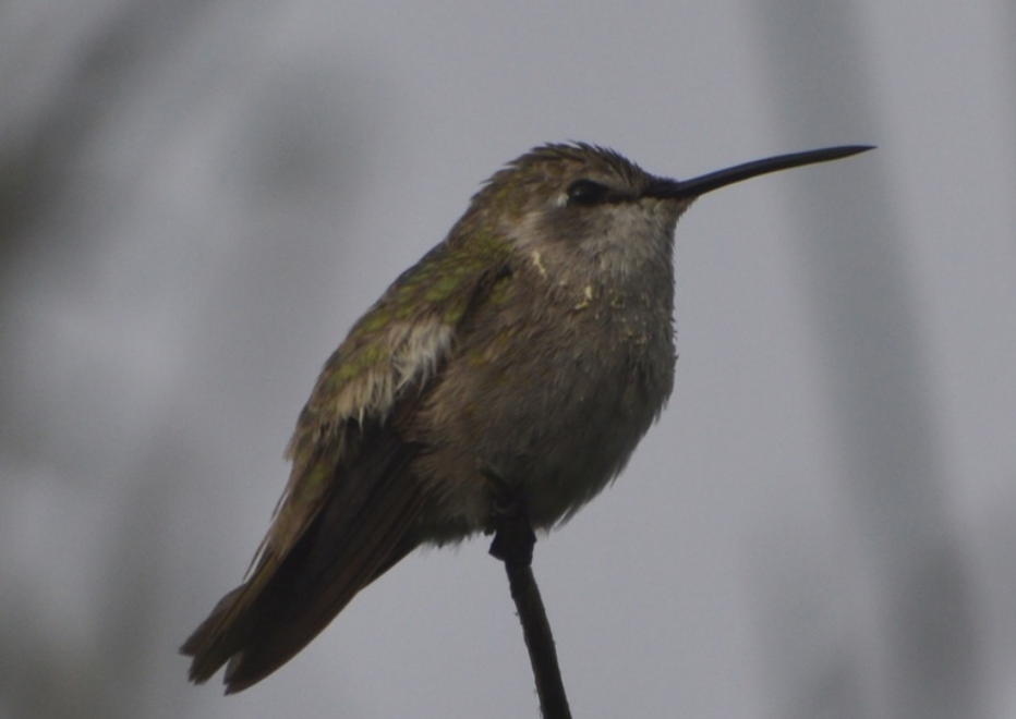 Costa's Hummingbird - ML641979917