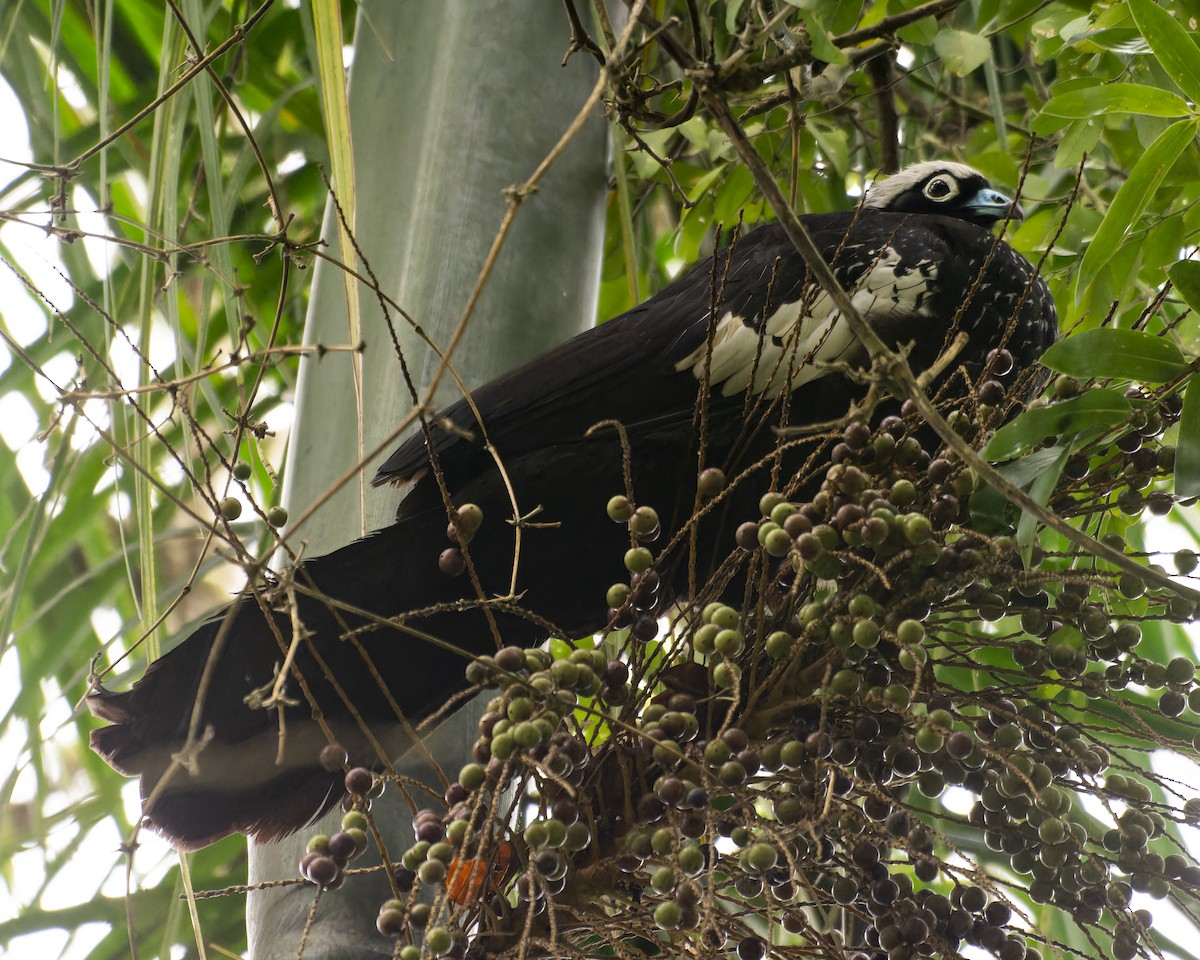 Black-fronted Piping-Guan - ML641979919