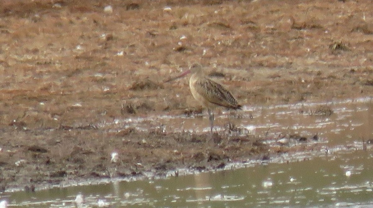 Marbled Godwit - ML641979922